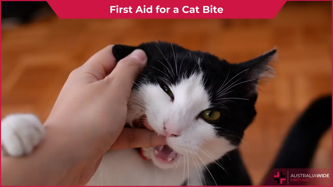 Cat Bite article header