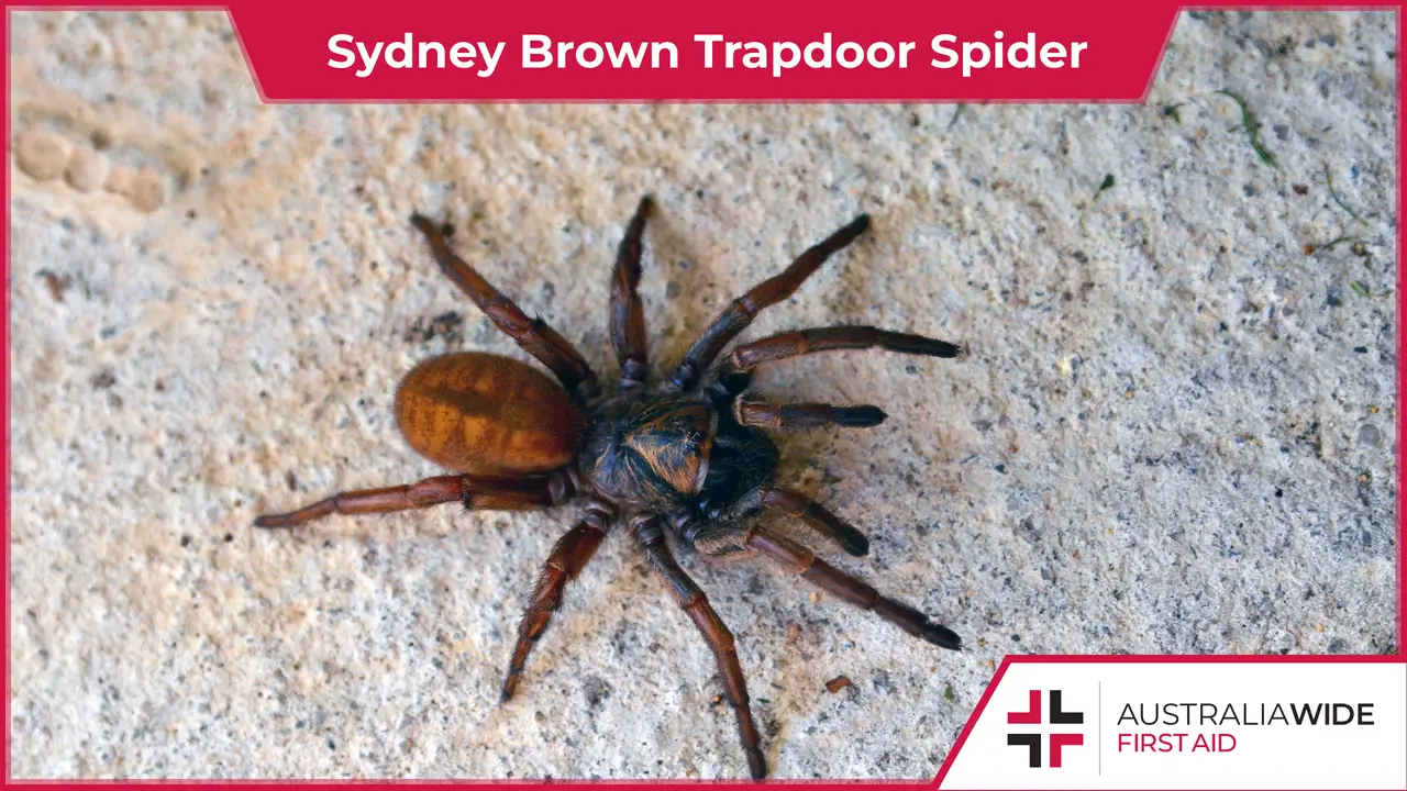 Sydney Brown Trapdoor Spider